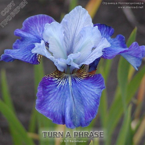 5752784_sibirskiy_iris_Turn_A_Phrase (500x500, 76Kb)