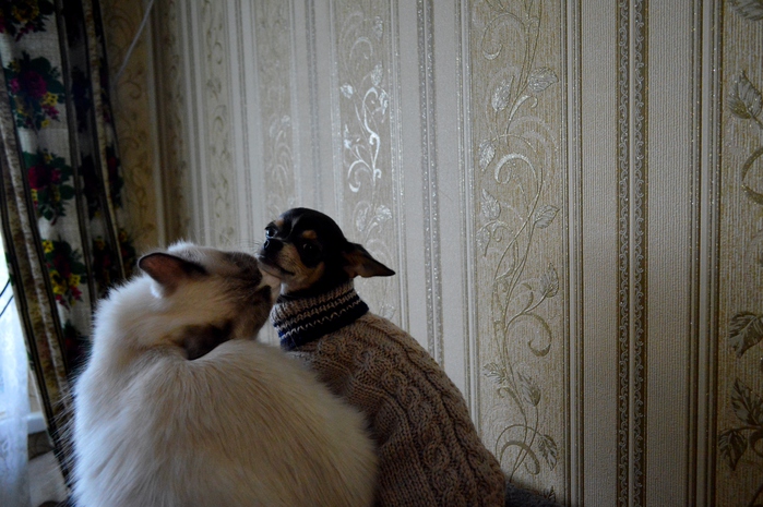 1417471324_DSC_0473 (699x465, 197Kb)
