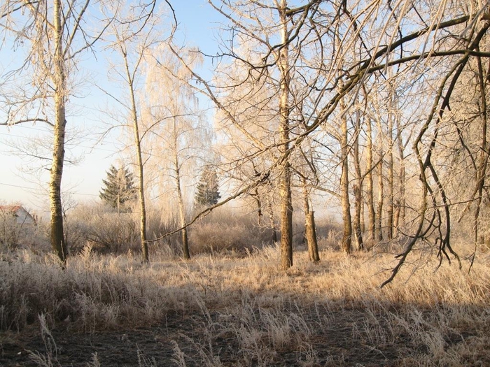 IMG_8154 (700x525, 360Kb)