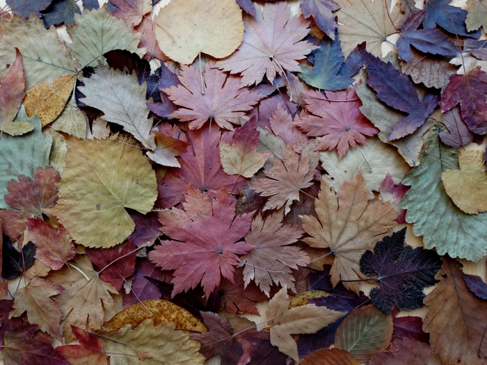 5559494_DSC04306 (700x525, 335Kb)