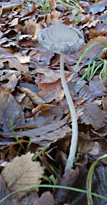 DSC01049 (365x700, 97Kb)