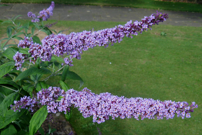 Buddleja_davidii_'Operette' (700x466, 447Kb)