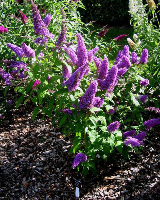 Buddleja_davidii_'Peacock'_2 (560x700, 130Kb)