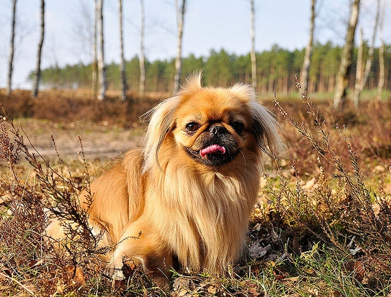 5_okras_pekines (564x428, 527Kb)