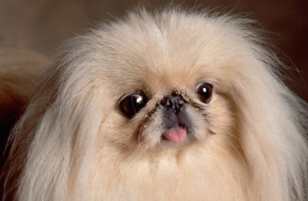 1113636101pekingese6ye8 (620x406, 43Kb)