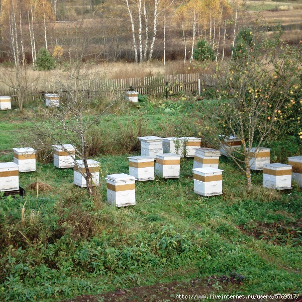 Пчеловодство для начинающих. Калуга ульи. Пчеловодство для начинающих от а до я. Пчеловодство в Пермском.