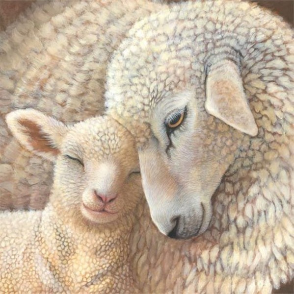 Sheep_1 (599x600, 309Kb)