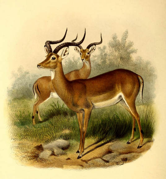 The_book_of_antelopes_(1894)_Aepyceros_melampus (536x578, 488Kb)