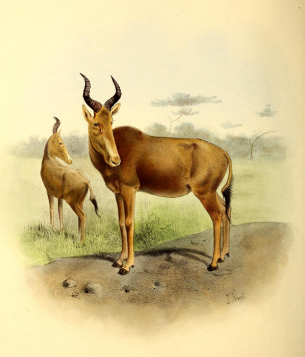 The_book_of_antelopes_(1894)_Bubalis_busephalus (599x700, 527Kb)
