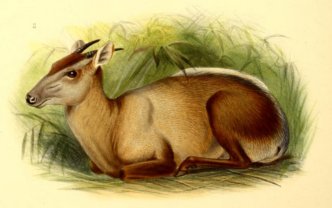 The_book_of_antelopes_(1894)_Cephalophus_sylvicultrix_II (484x304, 263Kb)