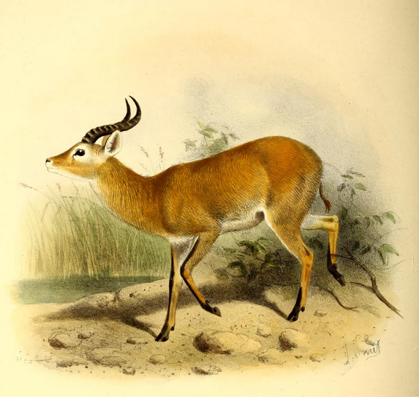 The_book_of_antelopes_(1894)_Cobus_thomasi (592x560, 488Kb)