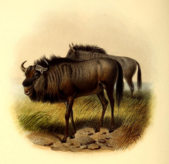 The_book_of_antelopes_(1894)_Connochaetes_taurinus (552x536, 475Kb)