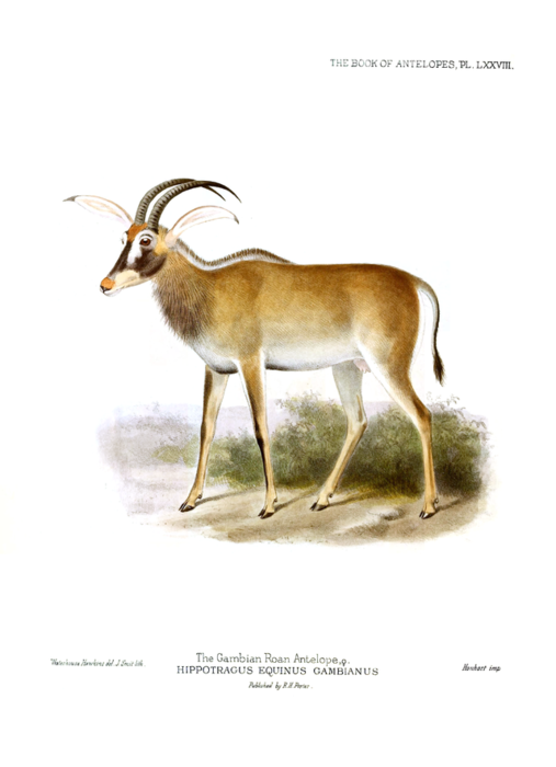 The_book_of_antelopes_(1894)_Hippotragus_equinus_gambianus (507x700, 204Kb)