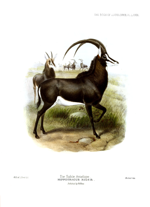 The_book_of_antelopes_(1894)_Hippotragus_niger_I (507x700, 259Kb)