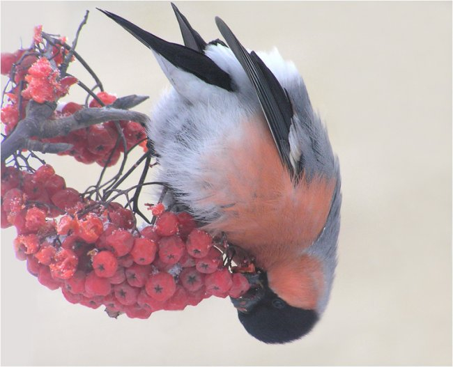 Копия 1355151686_world-in-photo-15-95 (650x527, 204Kb)