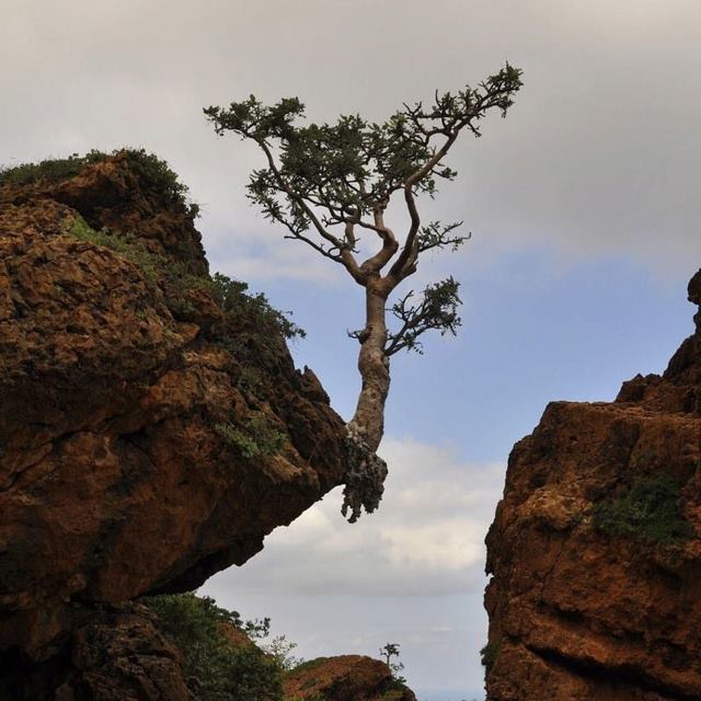 3906024_5 (640x640, 57Kb)