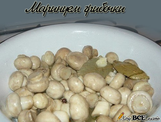 грибы (630x480, 52Kb)