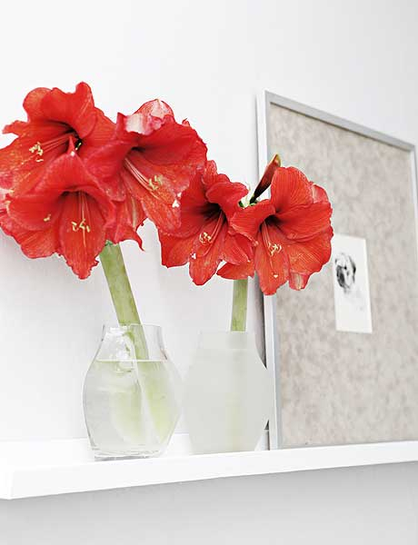 home-flowers-in-new-year-decorating3-4 (460x600, 120Kb)