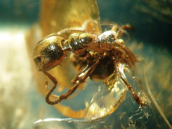 1024px-Baltic_amber_inclusions_-_Ant_(Hymenoptera,_Formicidae)2 (700x525, 397Kb)