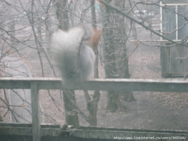 IMG_0086 (640x480, 163Kb)