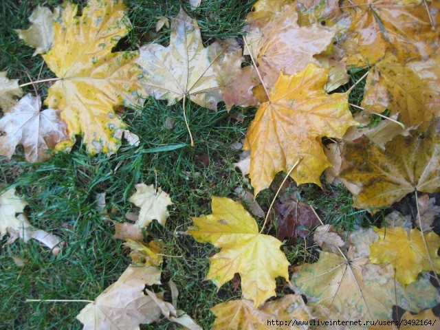 IMG_5507 (640x480, 320Kb)