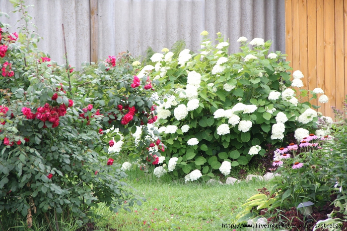 IMG_2197 (700x466, 380Kb)