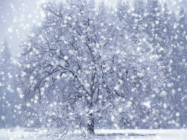 dx-winter-snow-screensaver (640x480, 225Kb)
