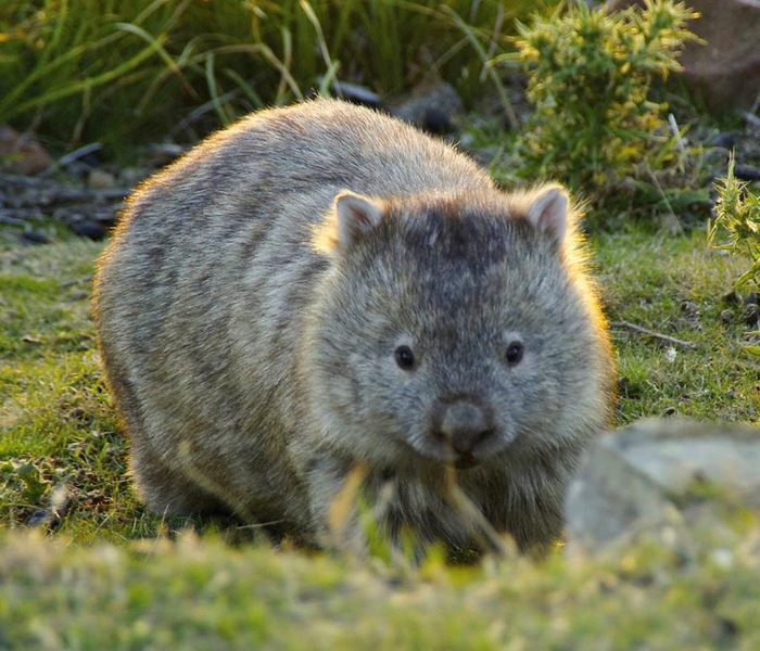 3623822_wombatouombatmarsupialesanimalesdeaustraliajosefranciscobernalstoopen (700x600, 144Kb)