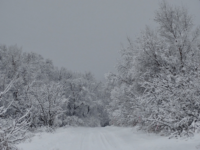 5559494_DSC05531 (700x525, 265Kb)