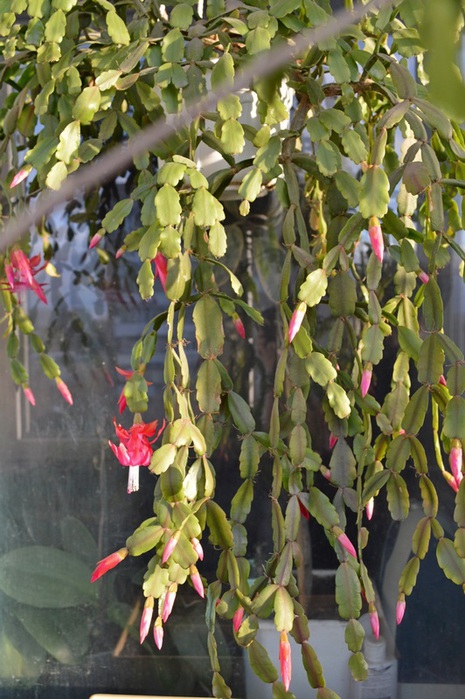 3821971_DSC_0005r (465x700, 140Kb)