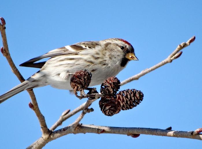 5559494_DSC06184 (700x515, 236Kb)