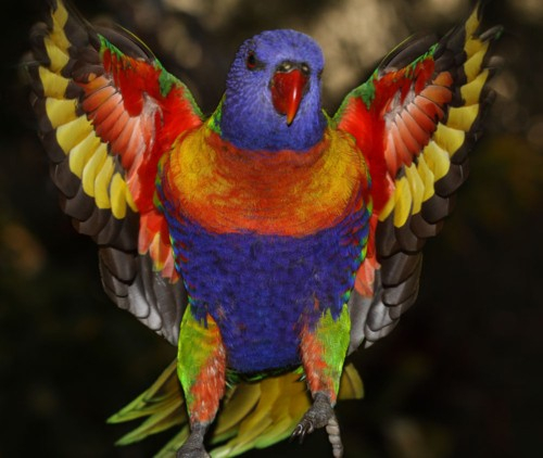 birds-can-this-be-real-rainbow-lorikeet (500x422, 172Kb)