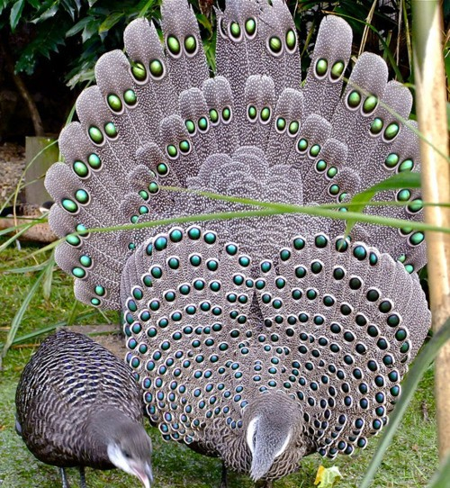 birds-Gray-Peacock-Pheasants (500x542, 436Kb)