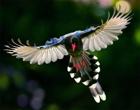 birds-Formosan-Magpie-patty-s. (532x417, 123Kb)