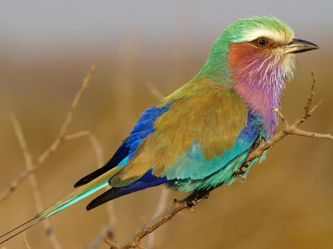 birds-Lilac-breasted-Roller (483x362, 125Kb)