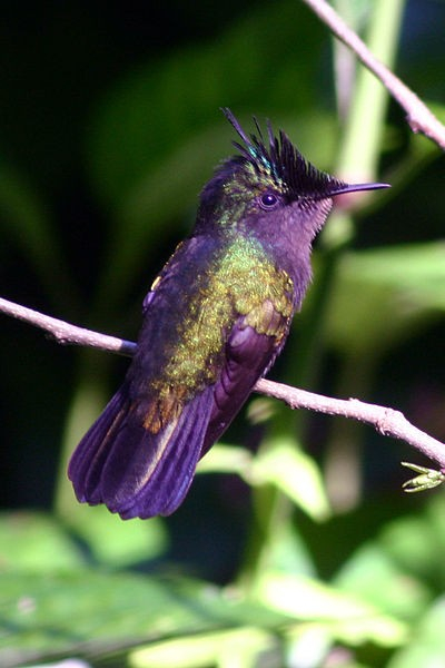 birds-Antillean-Crested-Hummingbird (400x600, 180Kb)
