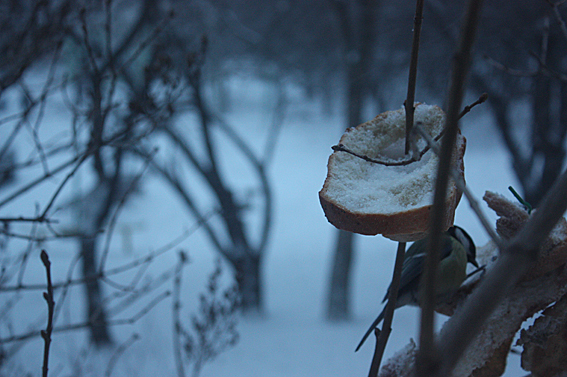 4052195_IMG_9881 (567x377, 254Kb)