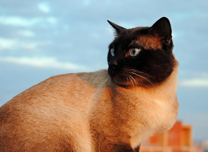 DSC_0910 (700x511, 427Kb)