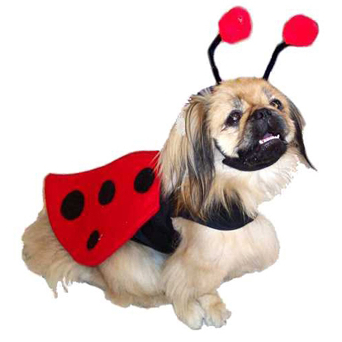 ladybug-harness-dog-costume-1 (700x700, 162Kb)