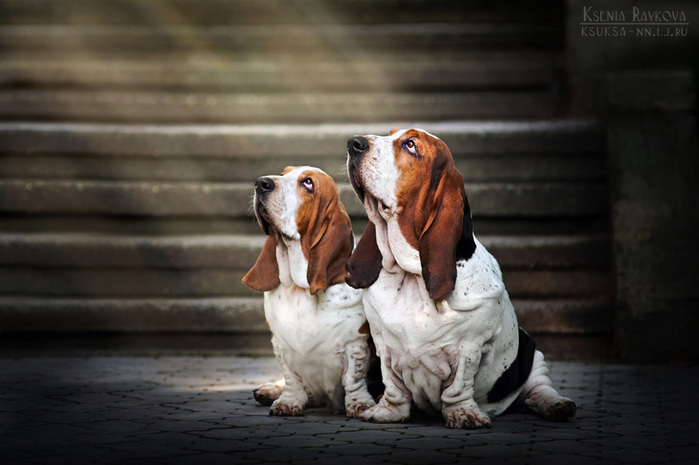 3701408_basset_hounds_in_the_light_by_ksuksa_raykovad5eipn9 (700x465, 93Kb)