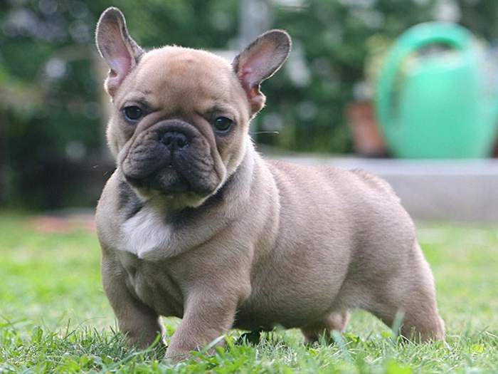 3701408_frenchbulldogpuppy (700x525, 40Kb)