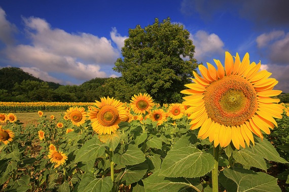 0_87a15_6d687f9c_XL (570x380, 109Kb)