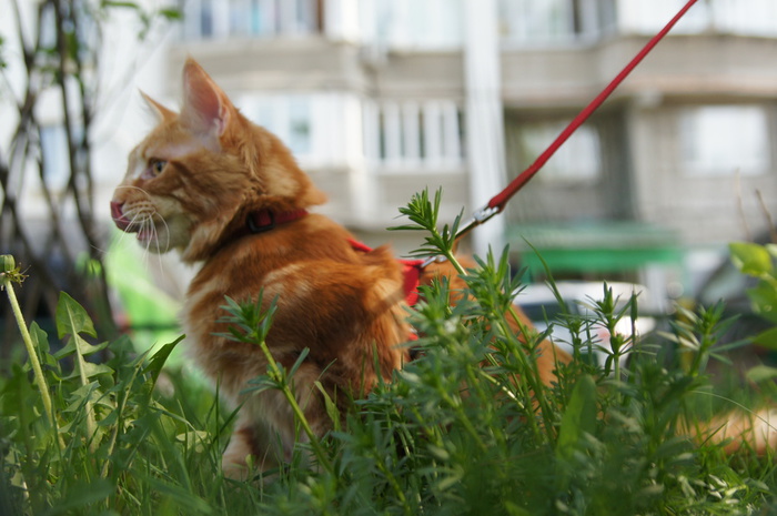 DSC08522 (700x465, 119Kb)