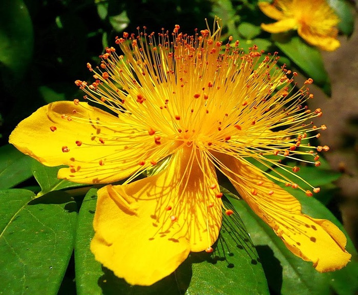 Das Großkelchige Johanniskraut (Hypericum calycinum) oder Immergrüne Johanniskraut (700x576, 163Kb)