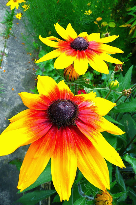 gelber Sonnenhut (Rudbeckia-Hirta) (466x700, 175Kb)