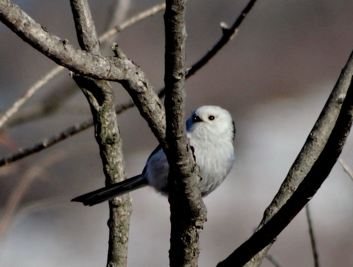 5559494_DSC07502 (700x528, 237Kb)