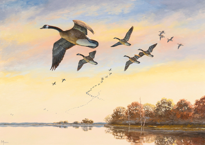 CANADA GEESE IN FLIGHT2 (700x496, 375Kb)