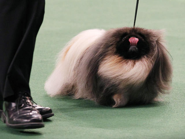 135294_dogs_002 (640x480, 37Kb)