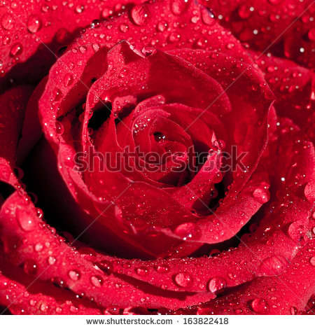 stock-photo-beautiful-red-rose-in-dew-drops-on-a-dark-background-163822418 (450x470, 264Kb)