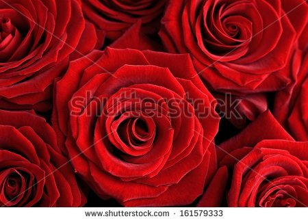 stock-photo-closeup-of-a-beautiful-red-roses-floral-background-161579333 (450x323, 167Kb)